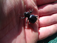 Moluris gibba
