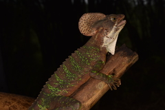 Western Basilisk photo 5