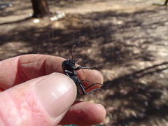 Moluris gibba