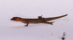 Sphaerodactylidae