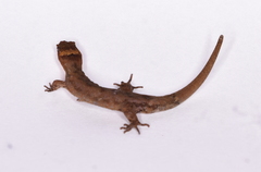 Sphaerodactylidae