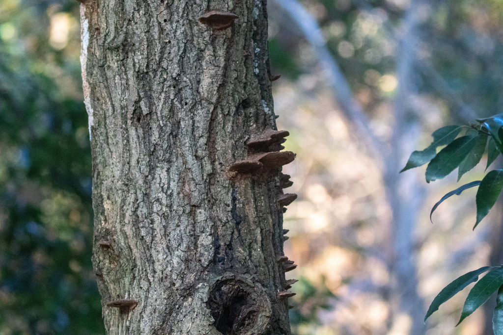 Fuscoporia gilva · January 2021 · photo: © tbc_watanabe (iNaturalist, cc-by)