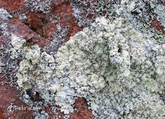 Lepraria membranacea