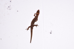 Sphaerodactylidae