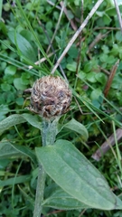Centaurea decipiens