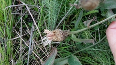 Centaurea decipiens