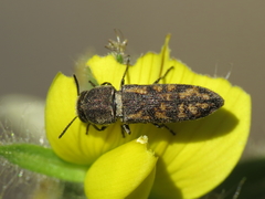 Acmaeoderella adspersula