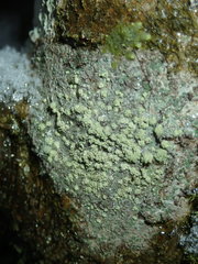 Buellia griseovirens