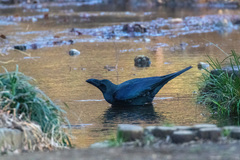 Corvus macrorhynchos
