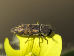 Acmaeoderella adspersula