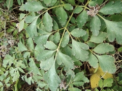 Corydalis edulis