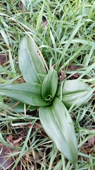 Himantoglossum hircinum