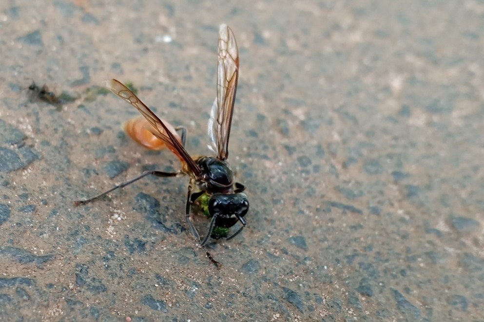 Polybia dimidiata