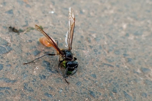 Polybia dimidiata