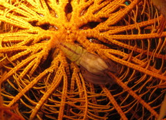 Synalpheus stimpsonii