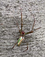 Leucauge levanderi