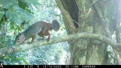 Western Palm Squirrel photo 5