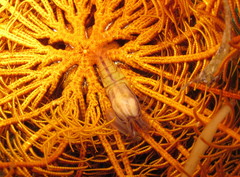 Synalpheus stimpsonii