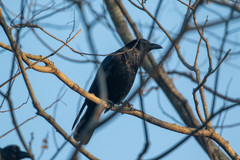 Corvus corone
