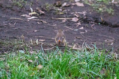 Phoenicurus auroreus