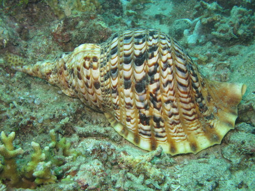 Giant Triton Snail