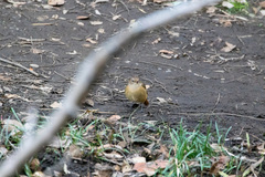 Phoenicurus auroreus