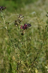 Astragalus cornutus