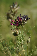 Astragalus cornutus