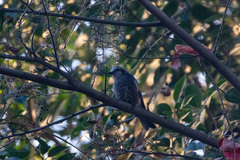 Hypsipetes amaurotis