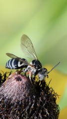 Triepeolus pectoralis