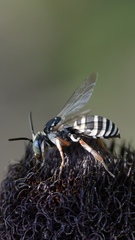 Triepeolus pectoralis