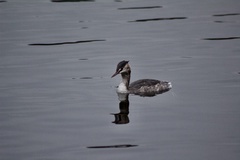 Podiceps cristatus