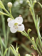 Gomphostigma virgatum