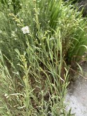 Gomphostigma virgatum