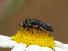 Acmaeoderella flavofasciata pilivestis