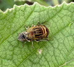 Eristalodes