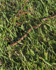 Mesotes strigatus