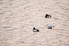 Aythya fuligula