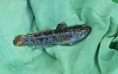 Mauligobius maderensis