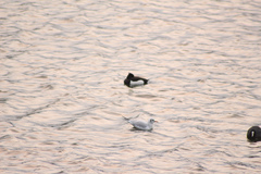 Chroicocephalus ridibundus