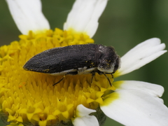 Acmaeoderella flavofasciata pilivestis