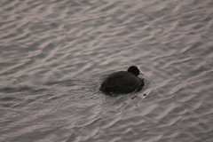 Fulica atra