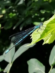 Coenagrion puella