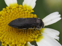 Acmaeoderella flavofasciata pilivestis