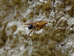 Uloborus plumipes