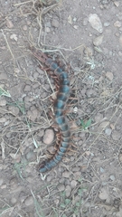 Scolopendra gigantea