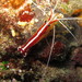 Ambon Cleaner Shrimp - Photo (c) Franco Colnago, some rights reserved (CC BY-NC), uploaded by Franco Colnago
