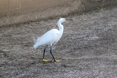 Egretta garzetta