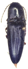 Mulsanteus physorhinus