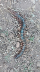 Scolopendra gigantea